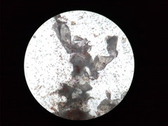 Fuligo septica candida