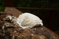 Fuligo septica candida