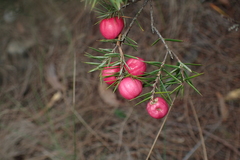 Leptecophylla oxycedrus
