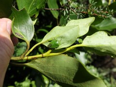 Glaucias amyoti