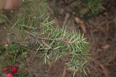 Leptecophylla oxycedrus