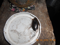 Dytiscus circumcinctus