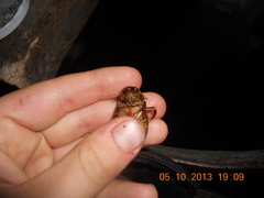 Dytiscus circumcinctus