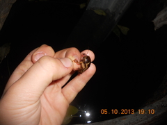 Dytiscus circumcinctus