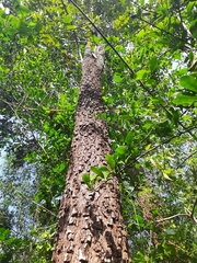 Pterocarpus santalinus