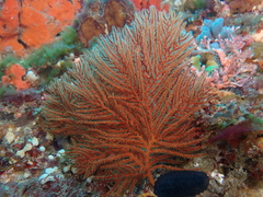 Zignisis