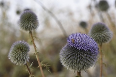 Echinops adenocaulos