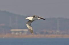 Larus crassirostris