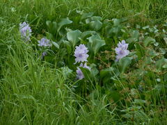 Pontederia crassipes