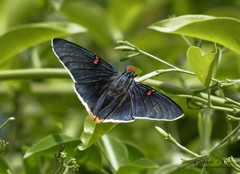 Phocides polybius phanias
