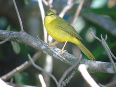 Myiothlypis flaveola
