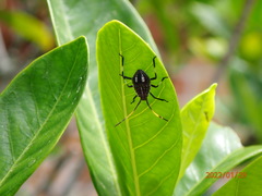 Poecilometis strigatus