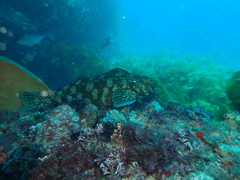 Aplodactylus westralis