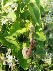 Aristolochia argentina