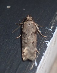 Chionodes thoraceochrella
