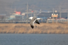 Larus crassirostris