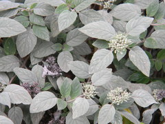 Pycnanthemum curvipes