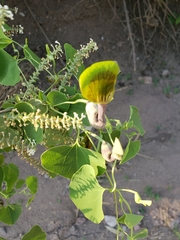 Aristolochia argentina