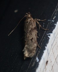 Chionodes thoraceochrella