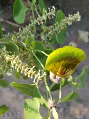 Aristolochia argentina