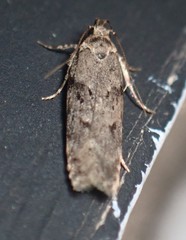 Chionodes thoraceochrella