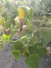 Aristolochia argentina