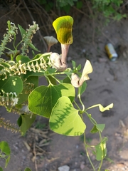 Aristolochia argentina