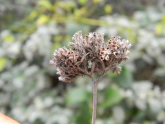 Pycnanthemum curvipes