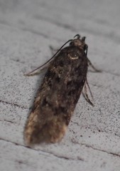 Chionodes thoraceochrella