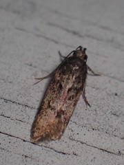 Chionodes thoraceochrella