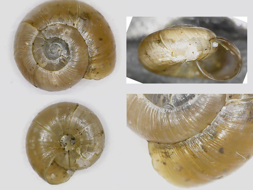 Rayed Glass snail, Kleisti, Kurzeme District, Riga, Latvia, photo 3 of 10
