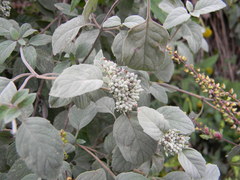 Pycnanthemum curvipes