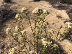 Cassinia complanata