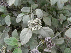 Pycnanthemum curvipes