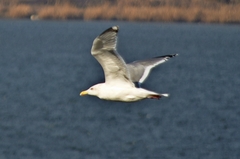 Larus argentatus