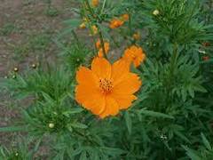 Cosmos sulphureus