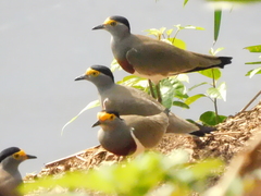 Vanellus superciliosus