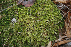 Hypnum cupressiforme