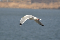 Larus argentatus