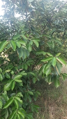 Pterospermum xylocarpum