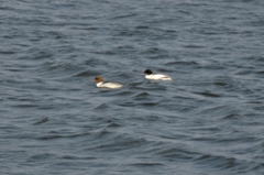 Mergus merganser