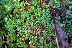 Nertera dichondrifolia