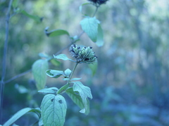 Pycnanthemum curvipes
