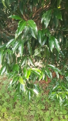 Discospermum sphaerocarpum