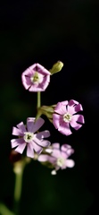 Silene secundiflora