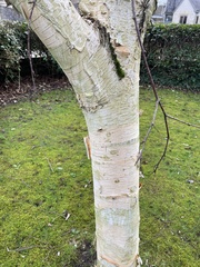 Betula utilis