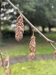 Betula utilis