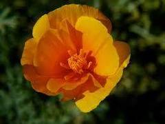 Eschscholzia californica