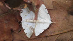 Lomographa bimaculata