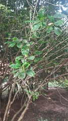 Pavetta indica